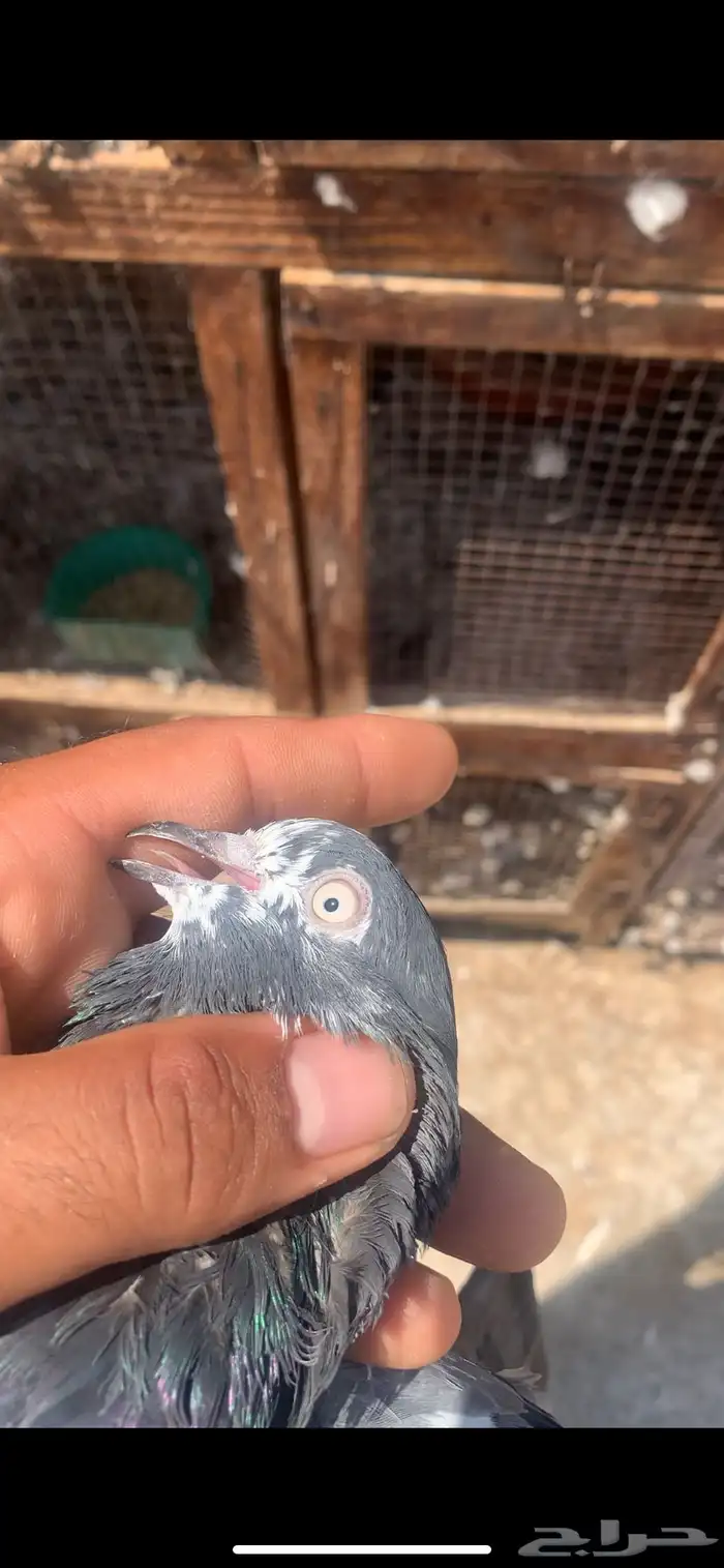 للبيع حمام تيدي شينا 7