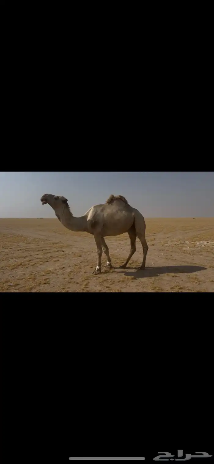 بعير منتج للبيع 0