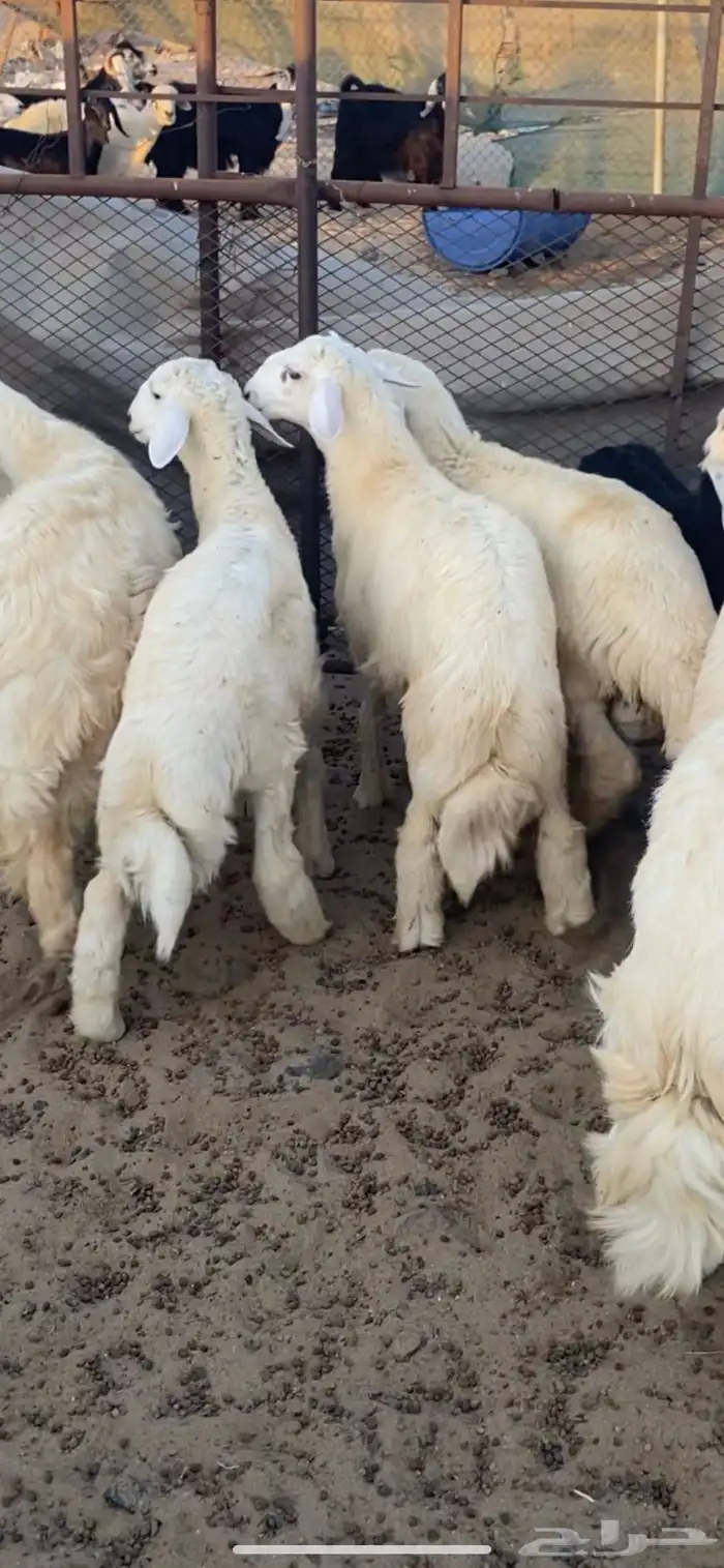 طليان حريه شحم ولحم ظهورها طيبه واطرافها طيبه 0