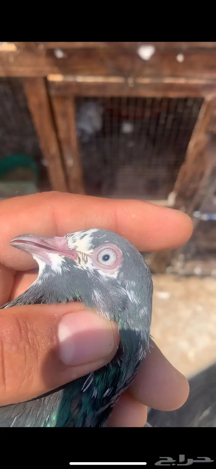 للبيع حمام تيدي شينا 1