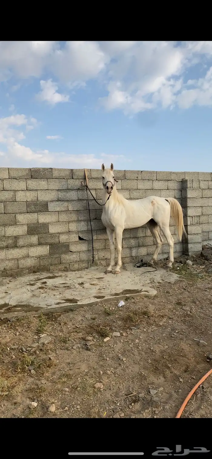 حصان واهو 5