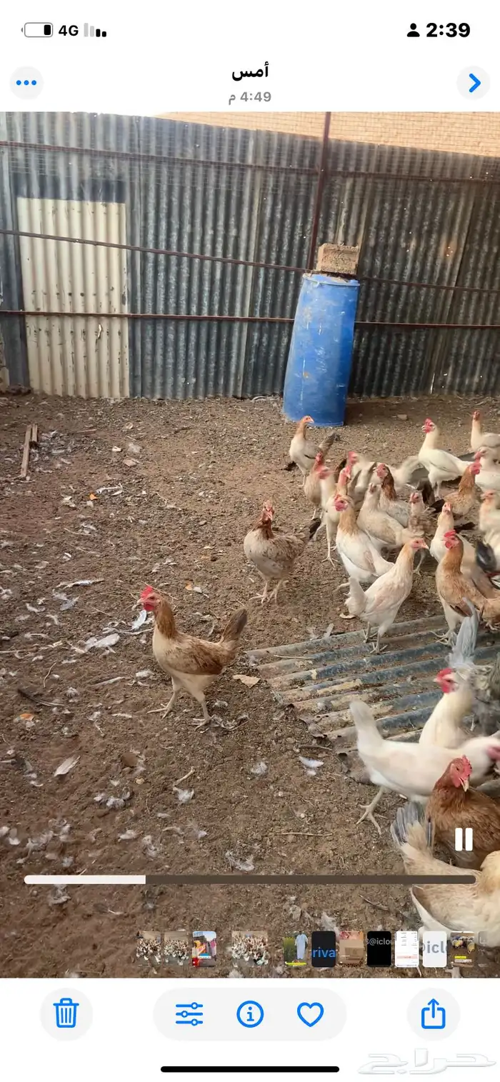 الجله 1