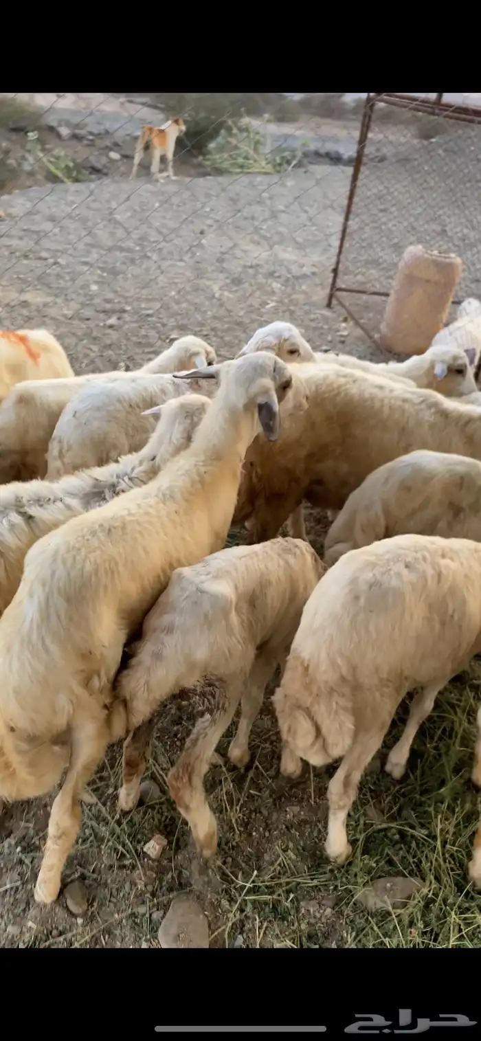 طليان ورخال تربيه حريه 1