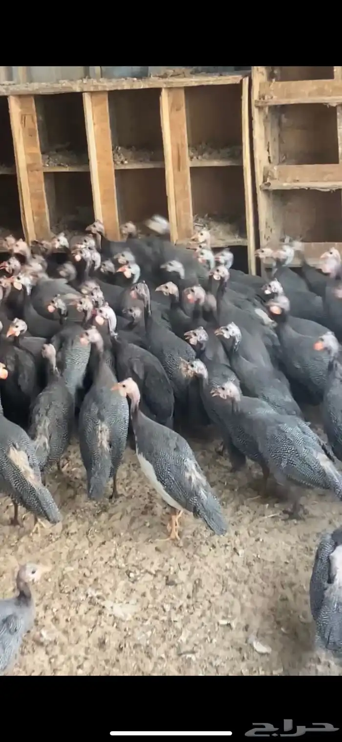 دجاج حبشي 2
