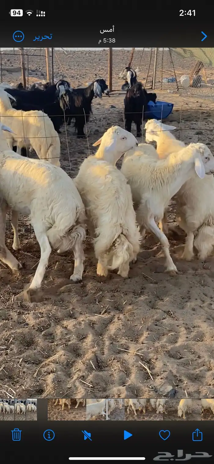 طليان حريه جبره وفاخره تباريك ضيوف طيبه 0