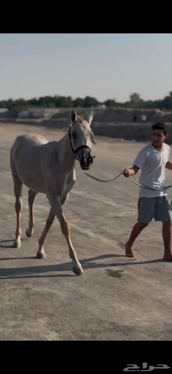 مهر واهو الأوراق جاهزة للتسجيل 0