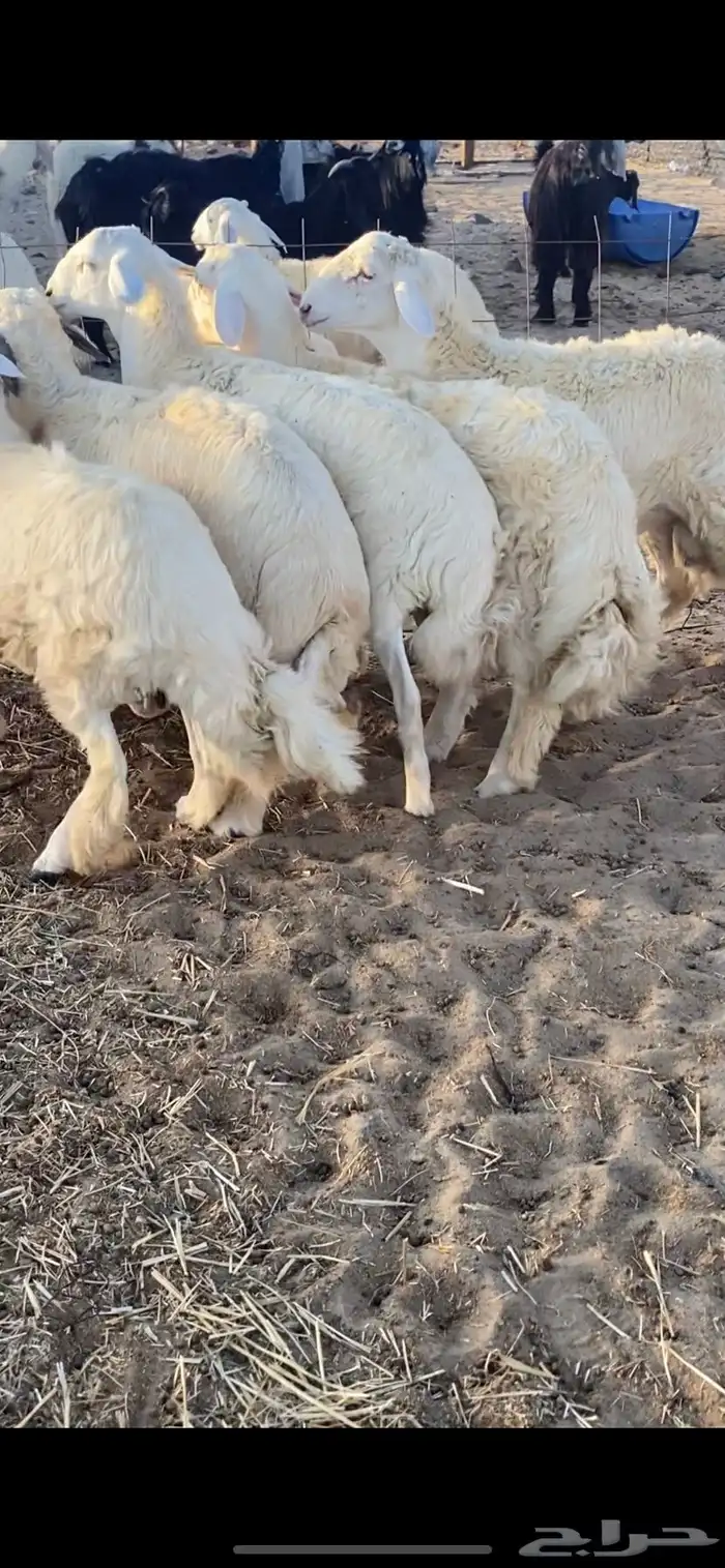 طليان حريه جبره وفاخره تباريك ضيوف طيبه 1