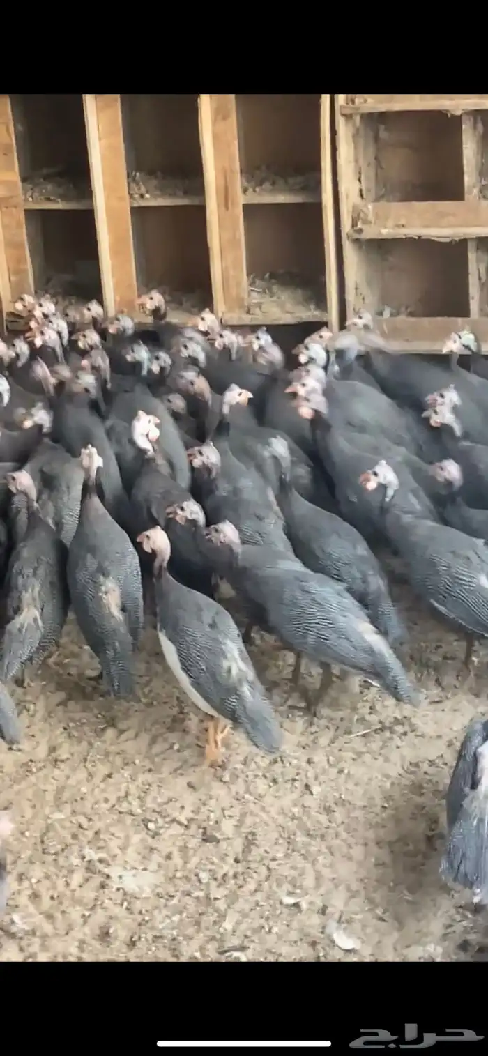 دجاج حبشي 3