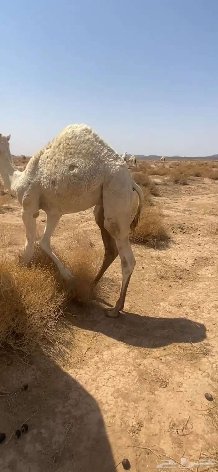 حشو لبانية فاخرة 0