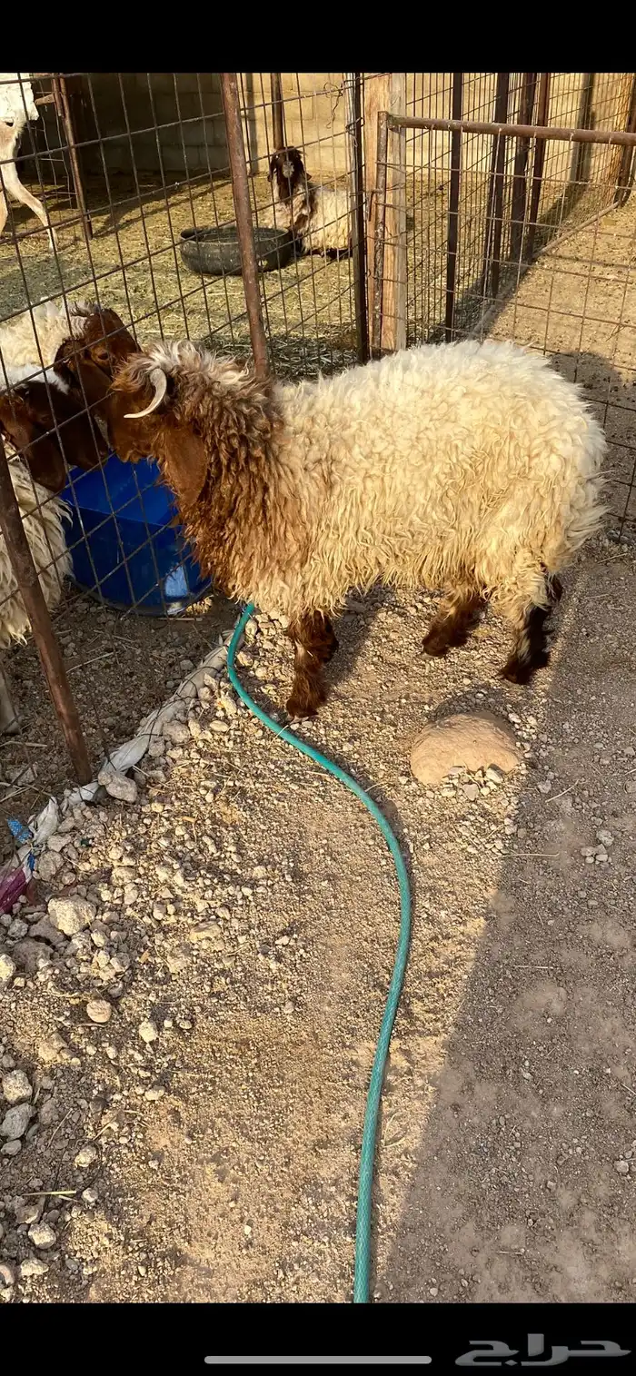 حفر الباطن 1