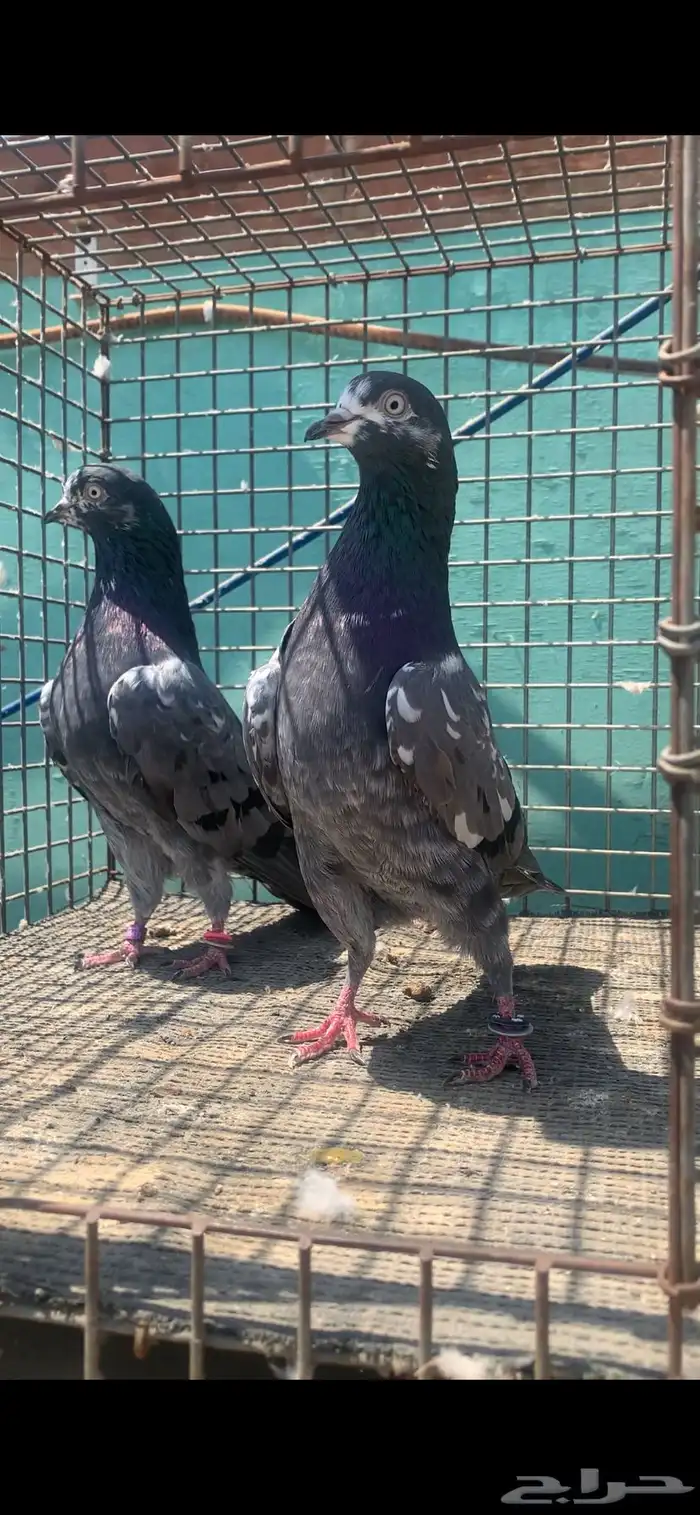 للبيع حمام تيدي شينا 5