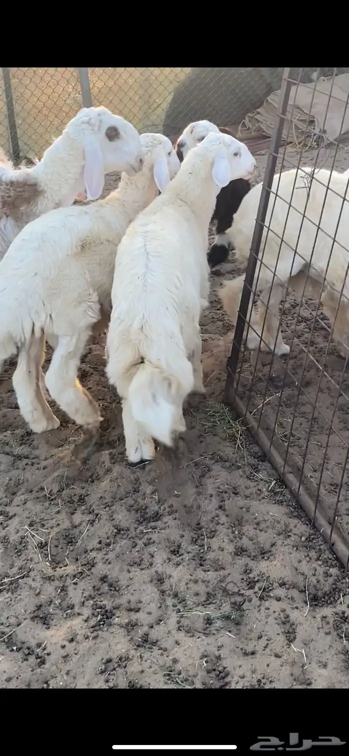 طليان حريه شحم ولحم ظهورها طيبه واطرافها طيبه 4