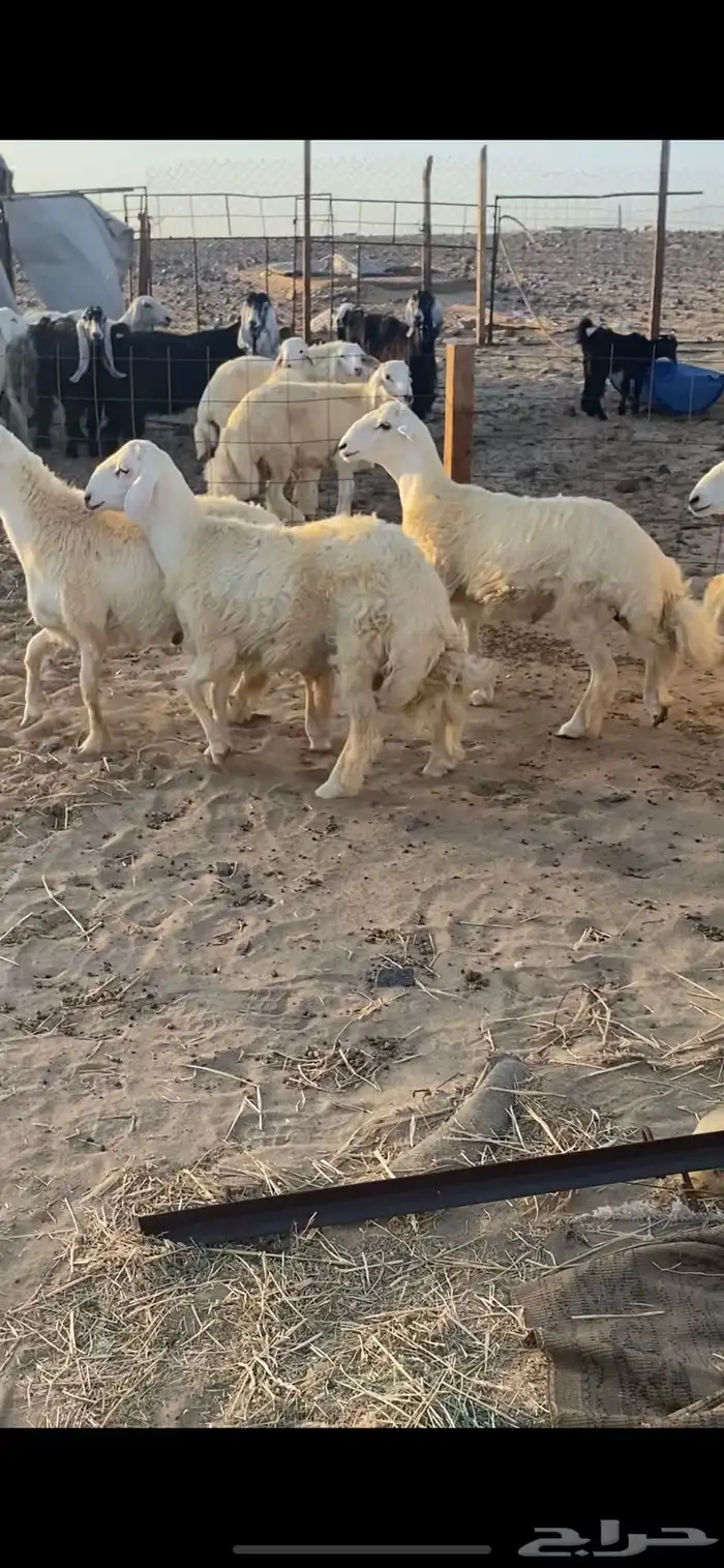 طليان حريه جبره وفاخره تباريك ضيوف طيبه 2