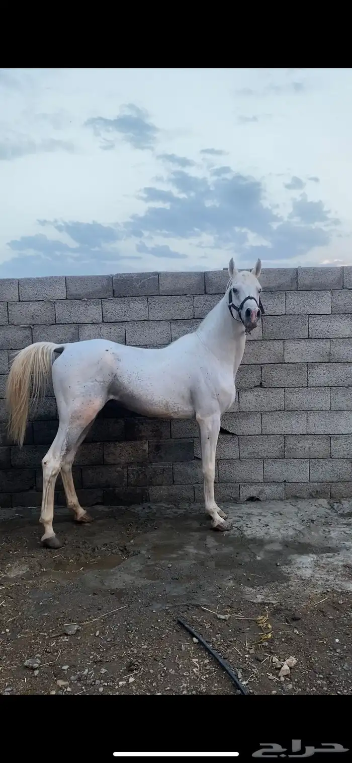 حصان واهو 10