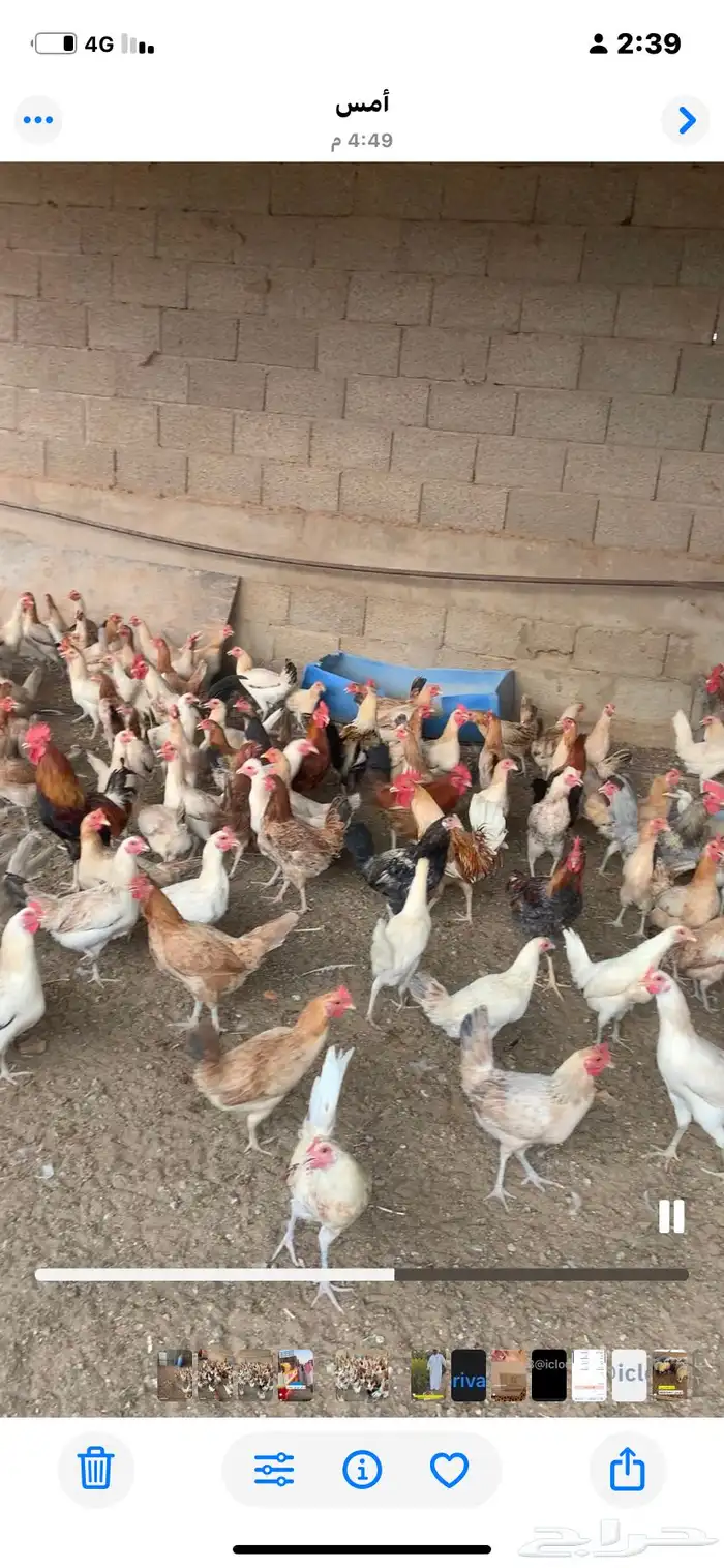 الجله 0