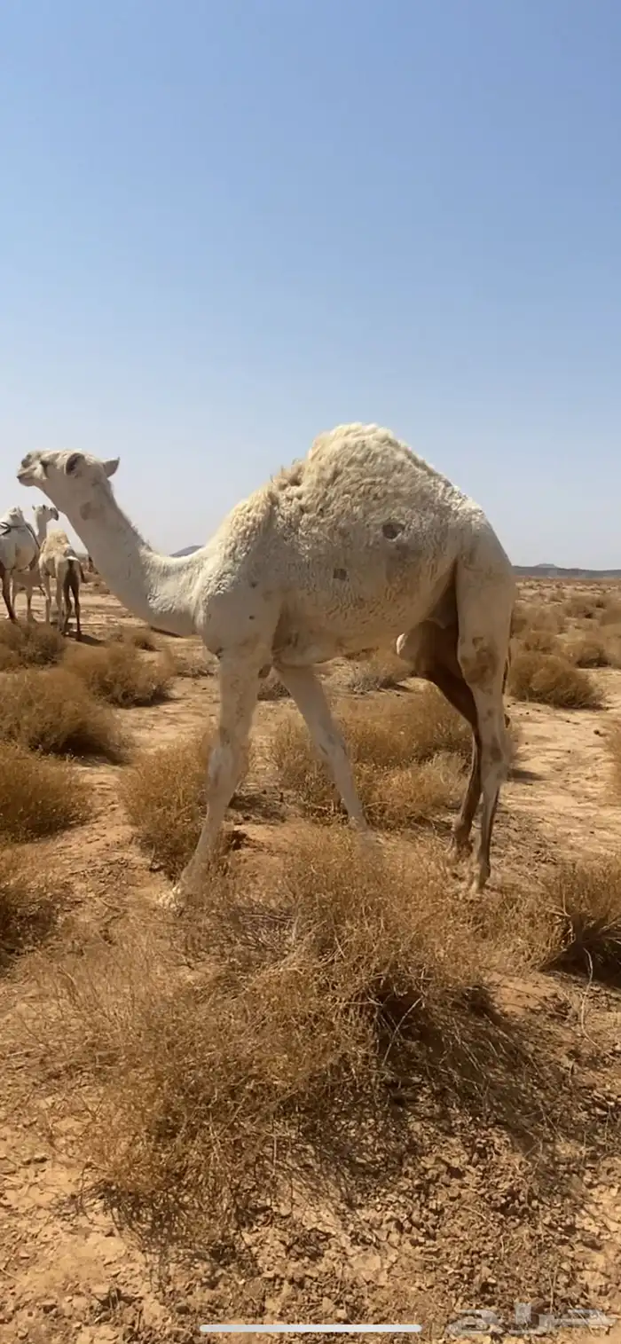 حشو لبانية فاخرة 1