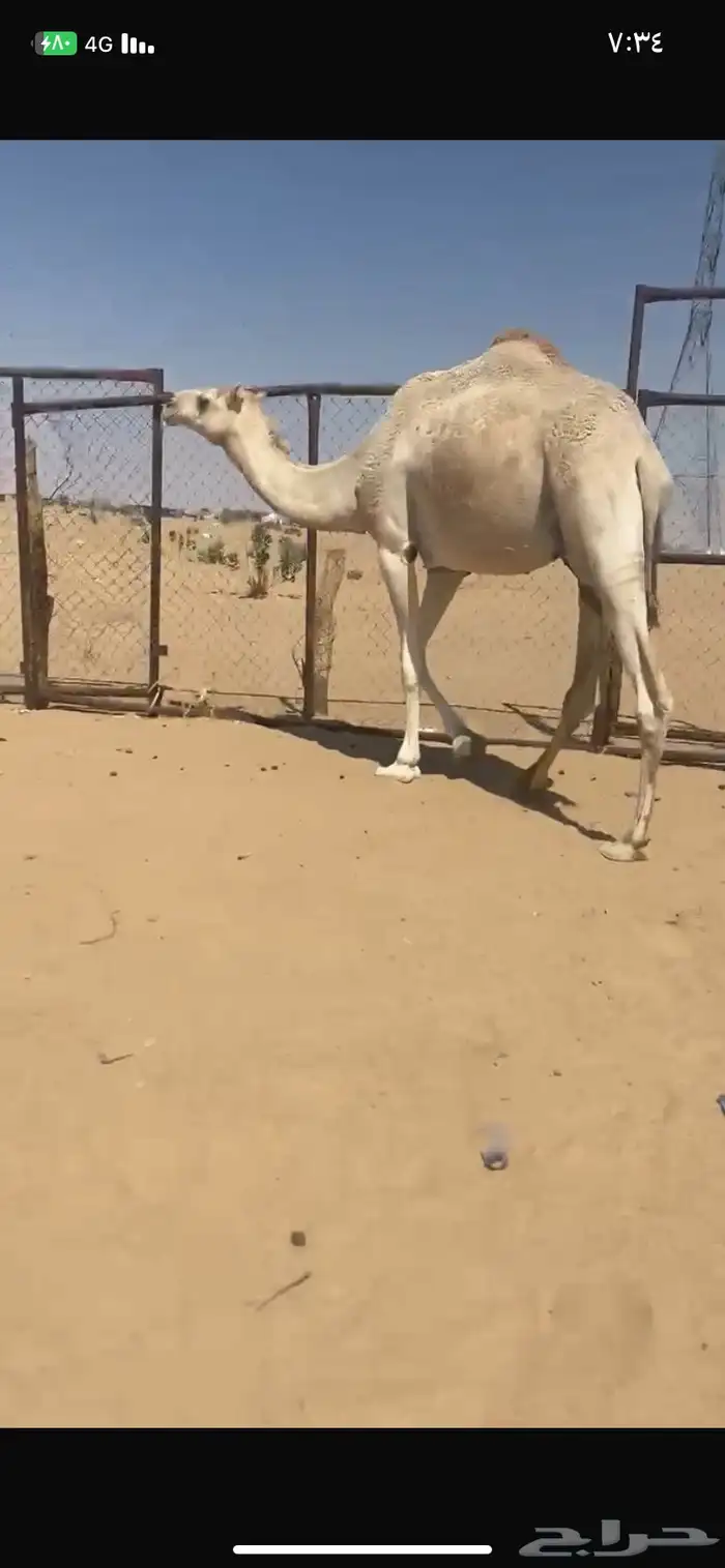 بكر اجذعه مبيوع ولدها مشروطه من كل عذروب السوم 5000 2