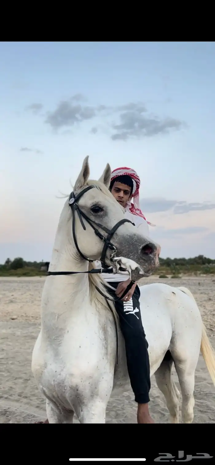 حصان واهو 9