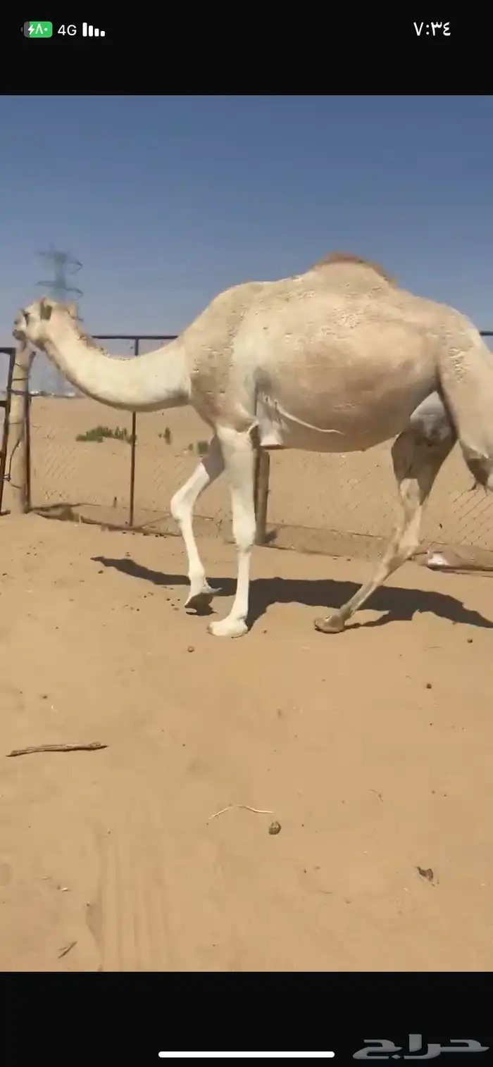 بكر اجذعه مبيوع ولدها مشروطه من كل عذروب السوم 5000 0