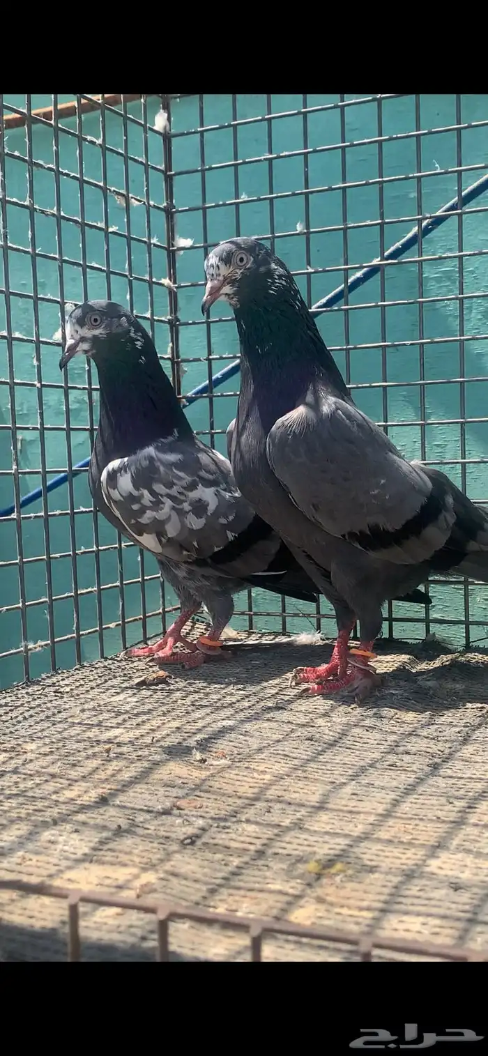 للبيع حمام تيدي شينا 3