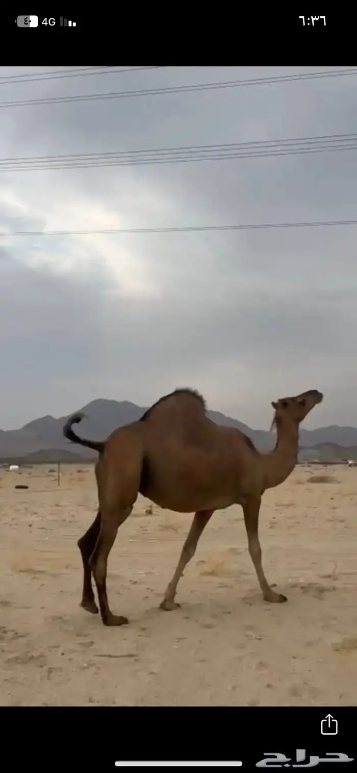 للبيع ناقه حمرا دهما ساحليه (تم البيع خارج الموقع ) 0