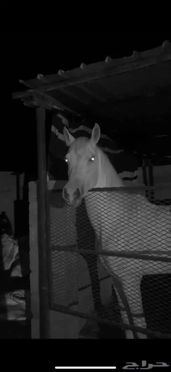 حصان واهو 12