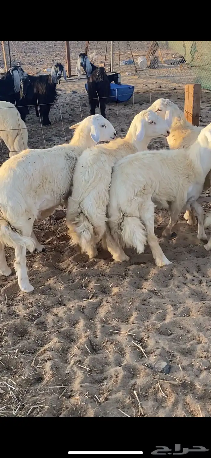 طليان حريه جبره وفاخره تباريك ضيوف طيبه 4
