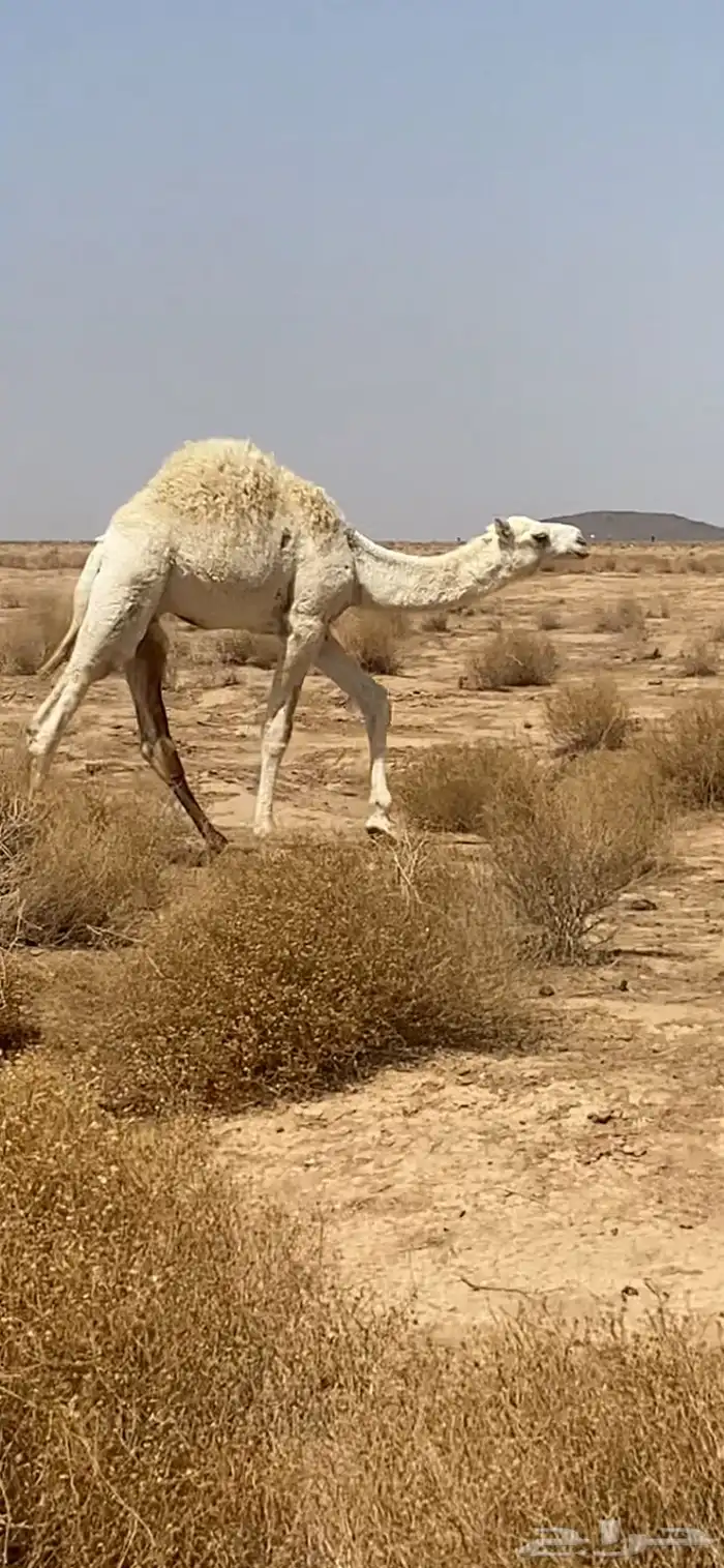 حشو لبانية فاخرة 3