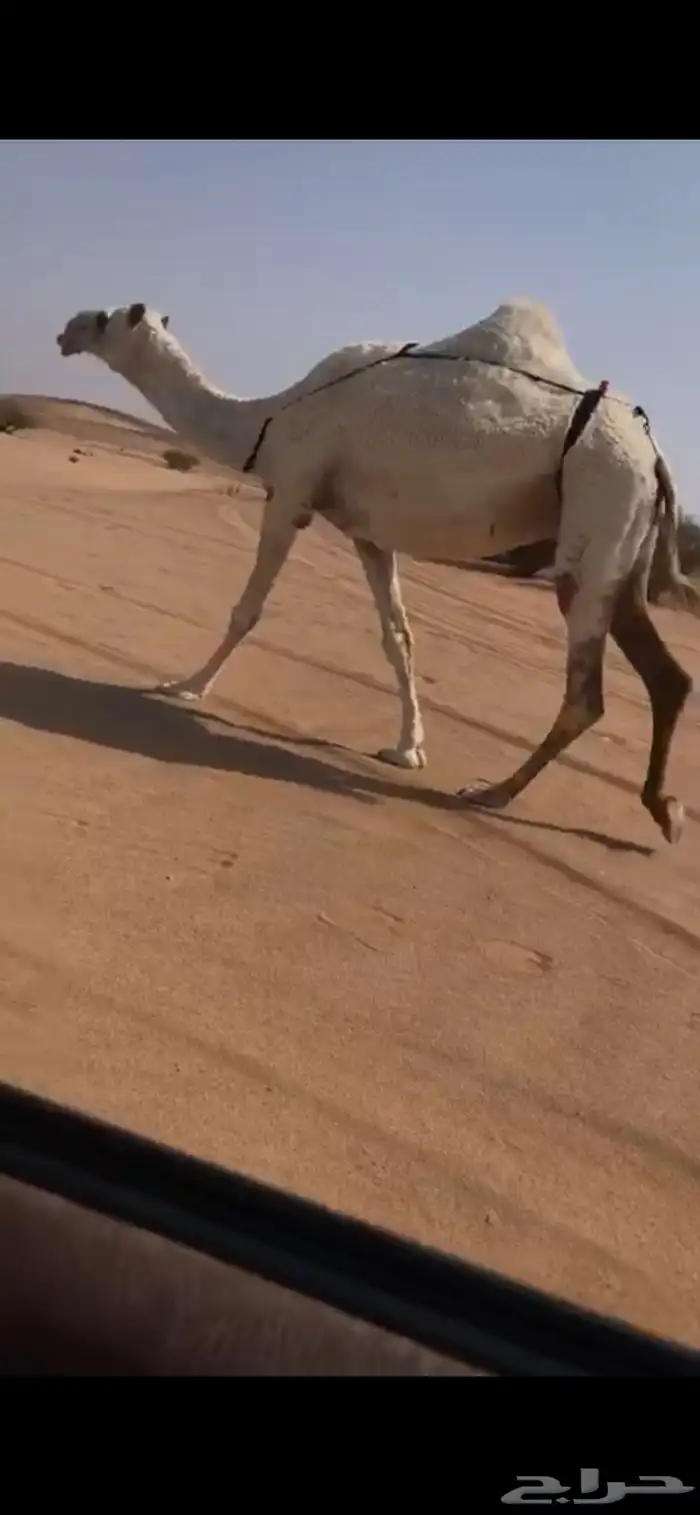 لقحه كفو رمانيه لها في اللقاح 7شهور 1