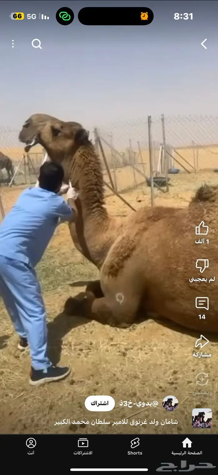 للبيع بعير فحل ثني مشروطه ولد غرنوق المعروف 22
