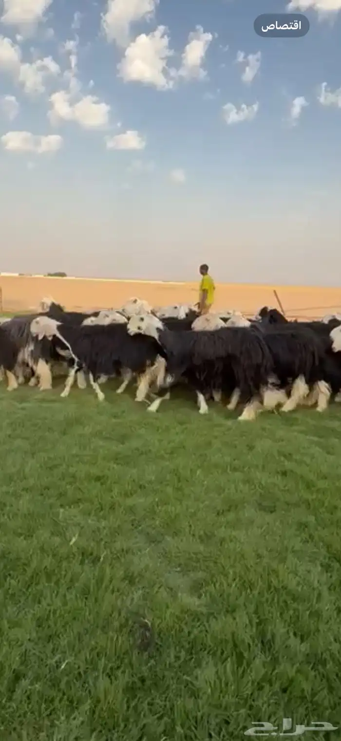 مراح نجد فواخر دفيع ومتابيع 6