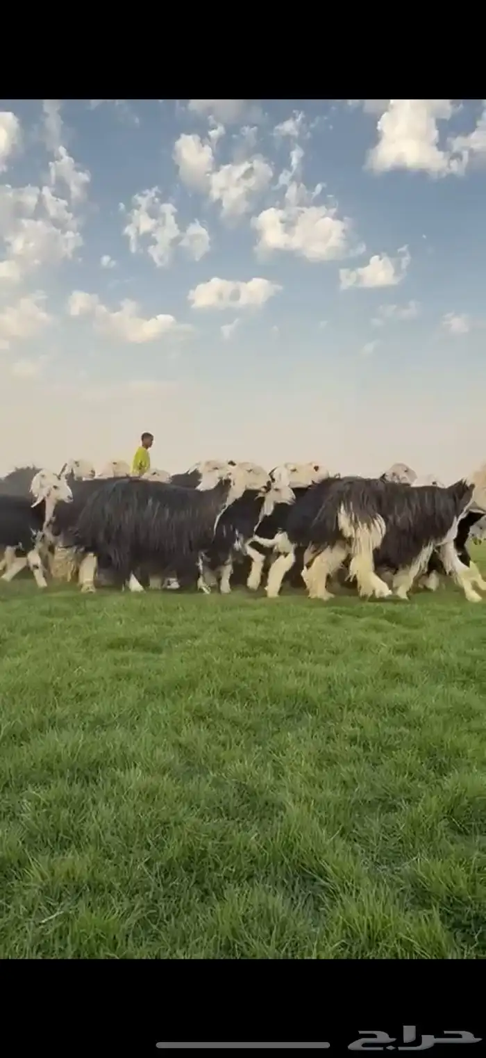 مراح نجد فواخر دفيع ومتابيع 1
