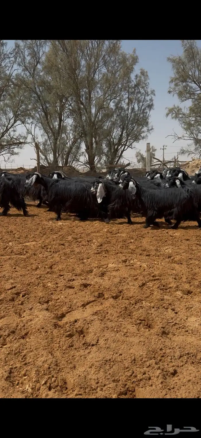 مراح معزا عوارض فواخر ودفيع وضريع شرط 4