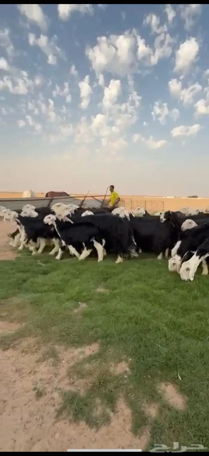 مراح نجد فواخر دفيع ومتابيع 3