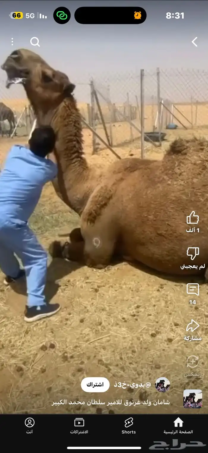 للبيع بعير فحل ثني مشروطه ولد غرنوق المعروف 23