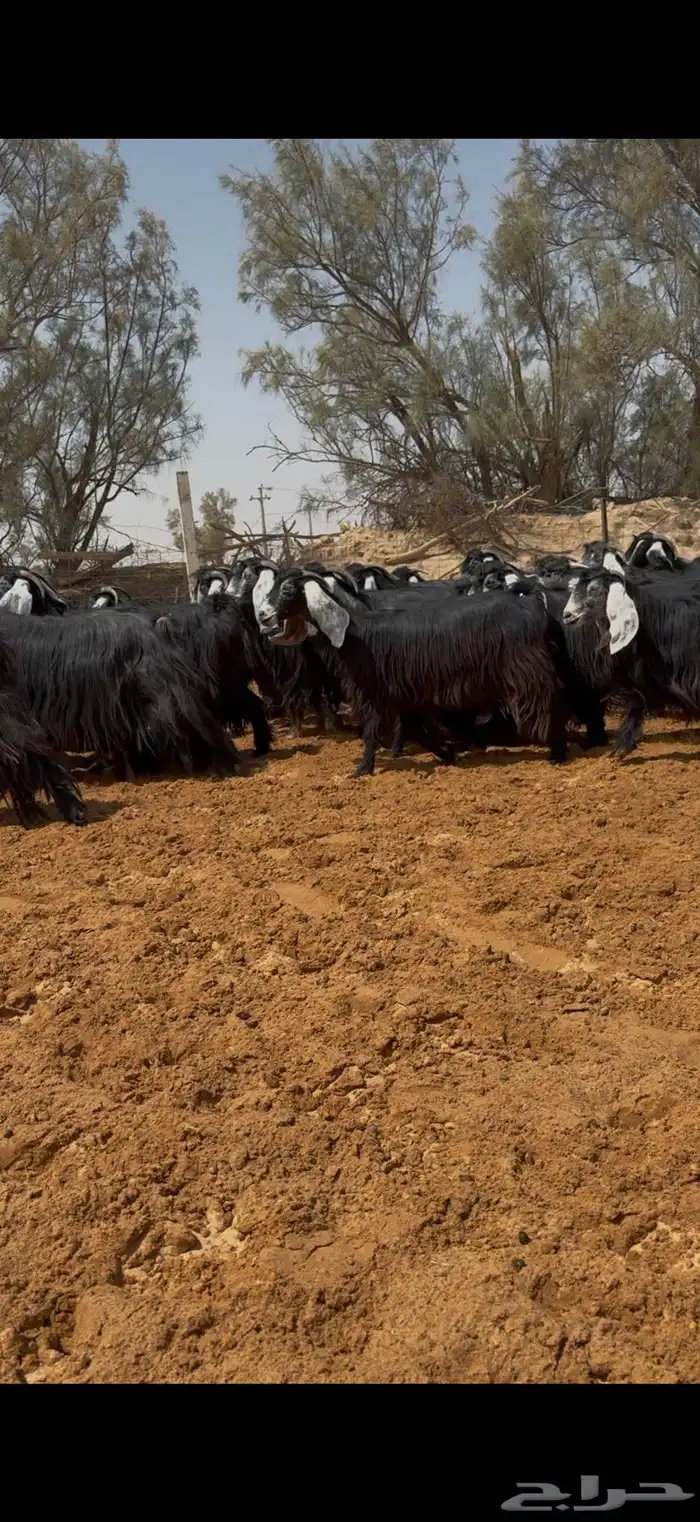 مراح معزا عوارض فواخر ودفيع وضريع شرط 6