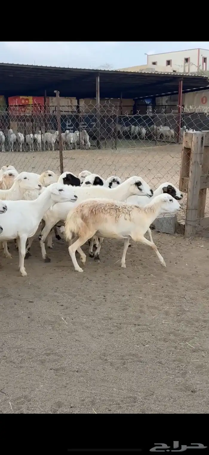 ضان رفيد 1
