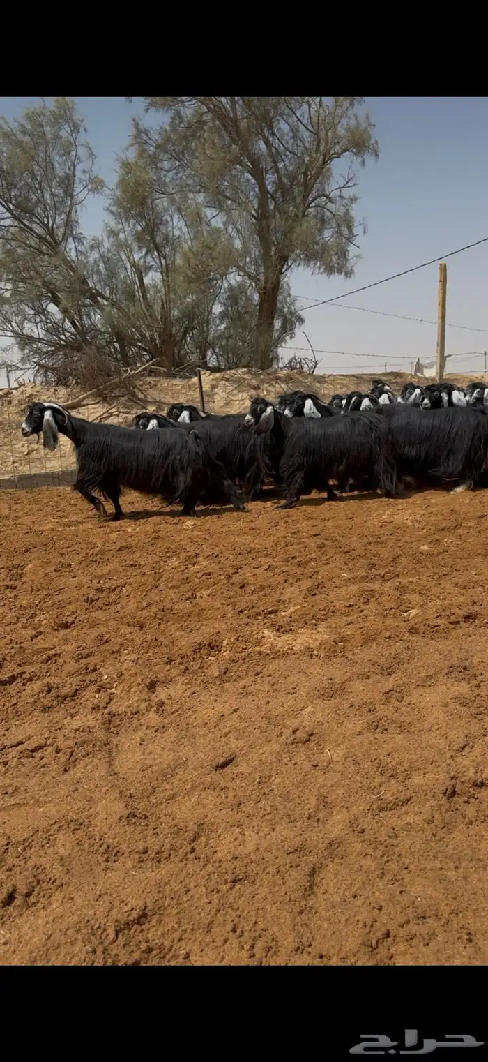 مراح معزا عوارض فواخر ودفيع وضريع شرط 8