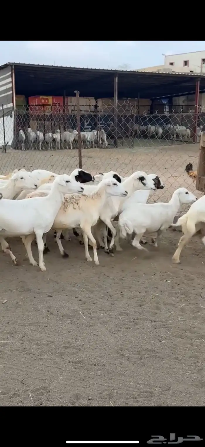ضان رفيد 2