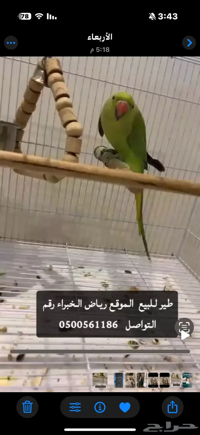ببغاء للبيع 0