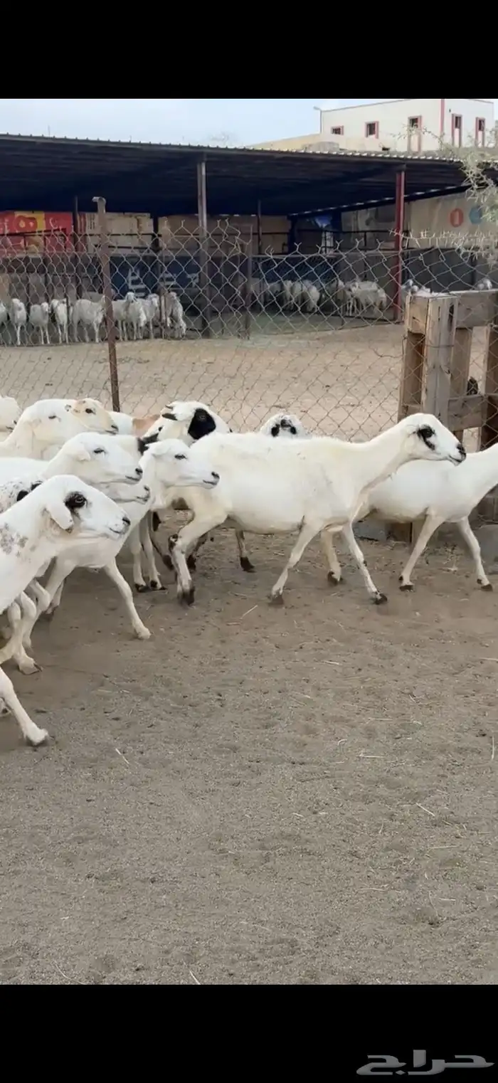 ضان رفيد 0
