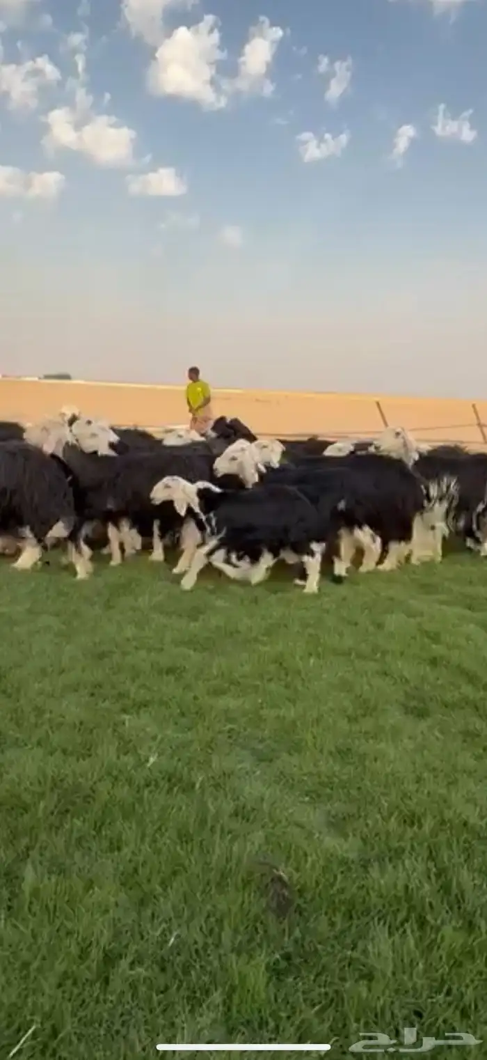 مراح نجد فواخر دفيع ومتابيع 7