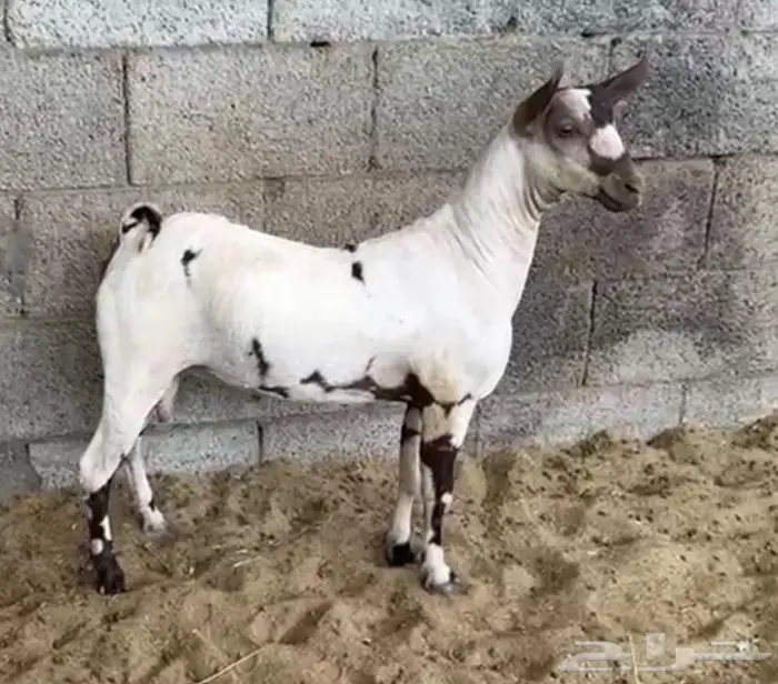 مشروع فحل عماني صلالي معرف 1
