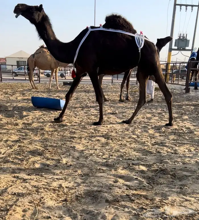 للبيع ضروبة 0