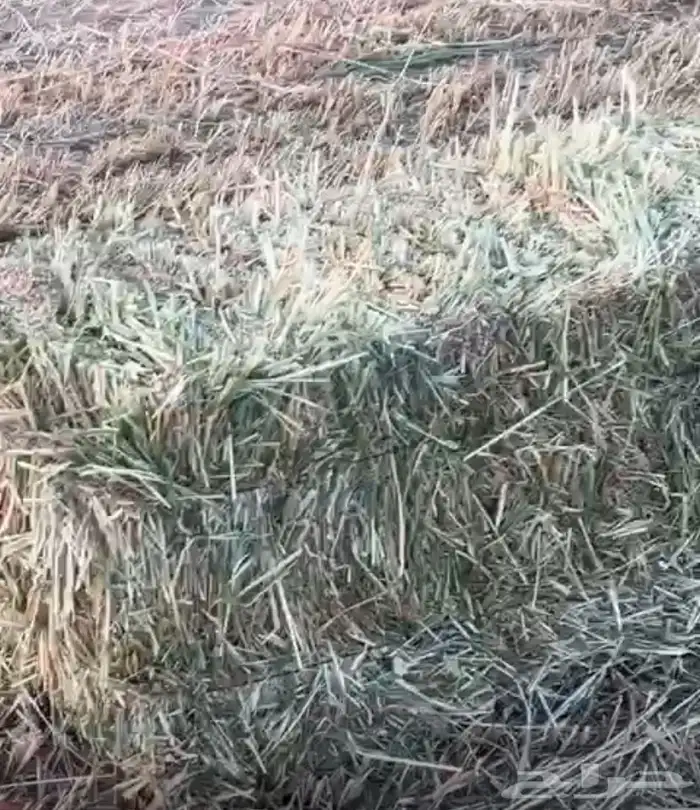 علف ذره جزانيه 1