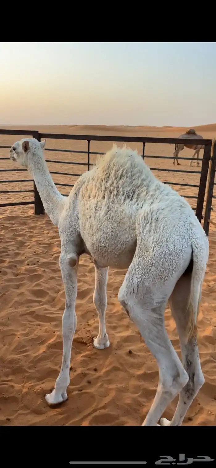 قعود للبيع الموقع قريب من ام سديره 2