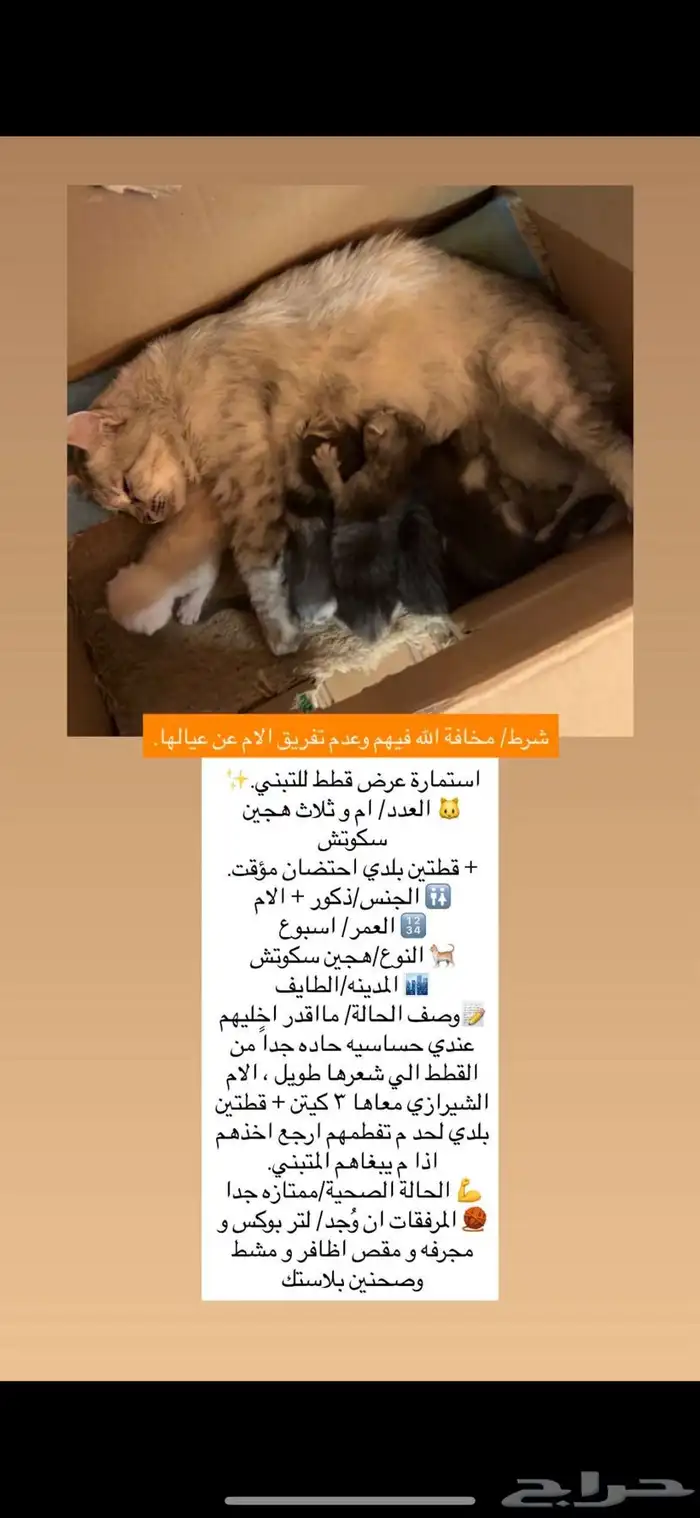 قطوه وكتن للتبني تم التبني 0