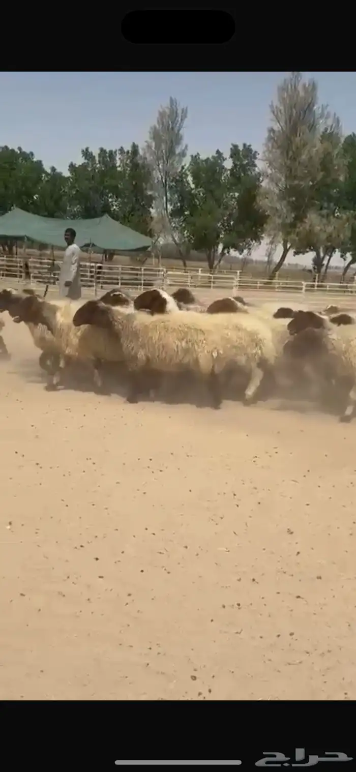 غنم نعيم صنف للبيع 2