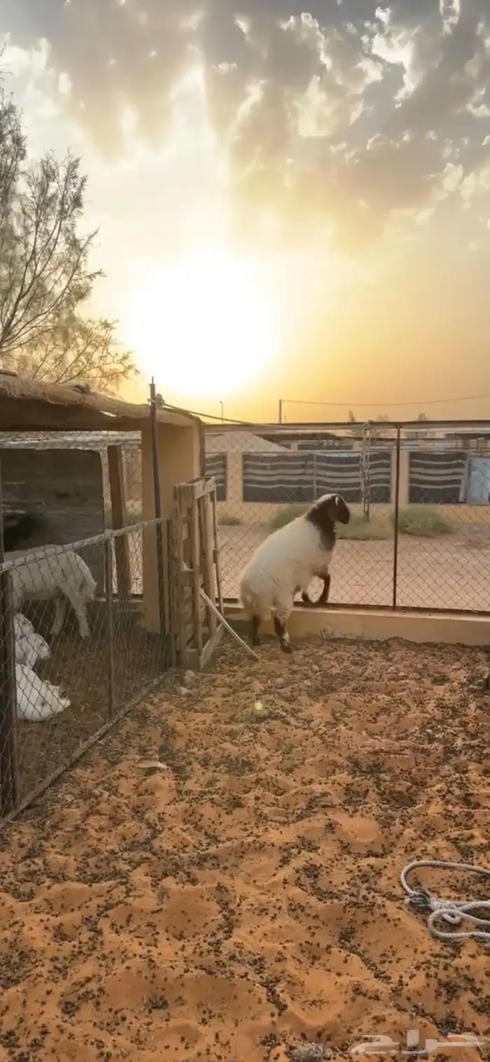 خروف نعيمي 1