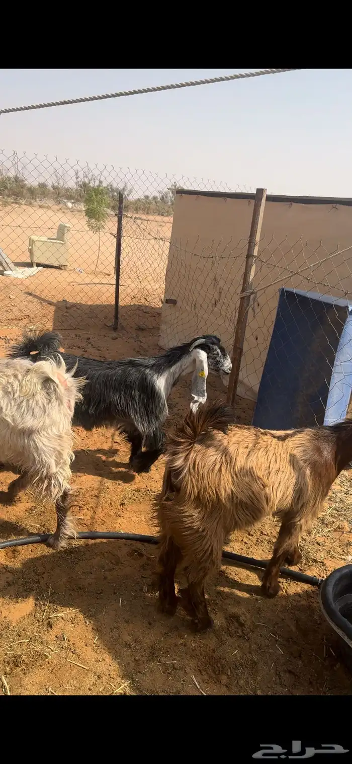 للبيع جفار كفو طيبات 2